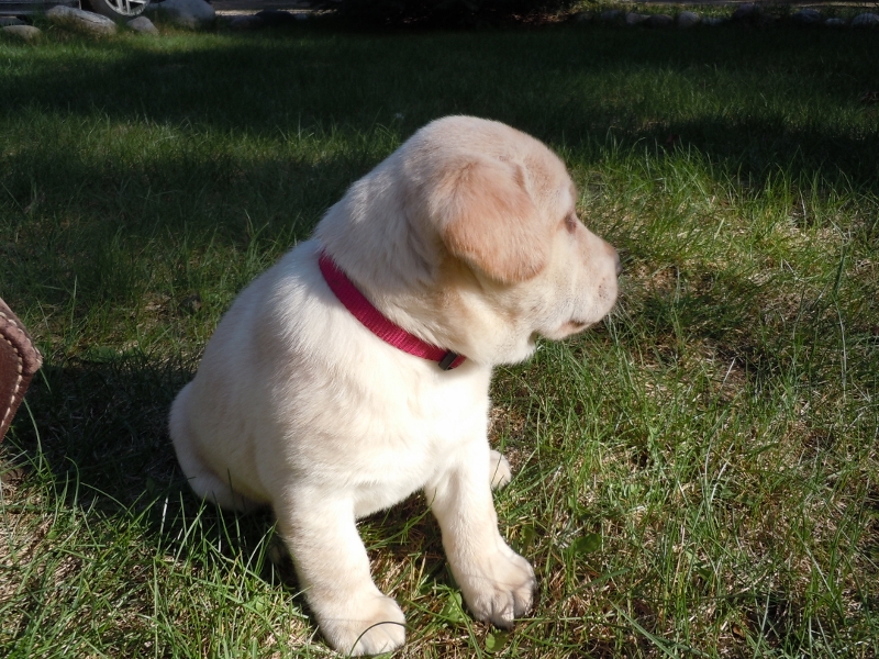 Pigeon River Labrador Puppies